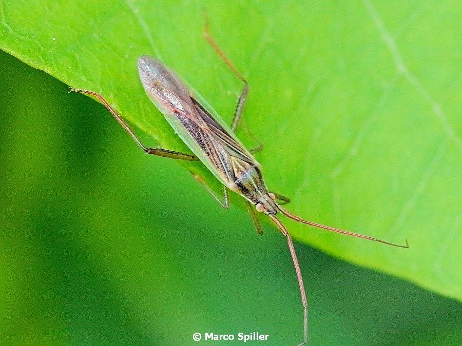 Miridae: Stenodema calcarata